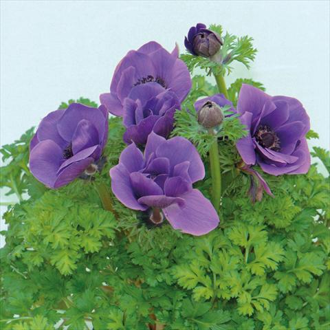 Photo de variété de fleurs à utiliser comme: Fleur coupée Anemone coronaria L. Pandora® Blu