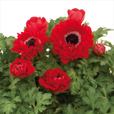 Photo de variété de fleurs à utiliser comme: Fleur coupée Anemone coronaria L. Pandora® Doppio-Rosso