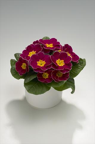 Photo de variété de fleurs à utiliser comme: Suspension / pot Primula acaulis, veris, vulgaris Mega Burgundy with Edge