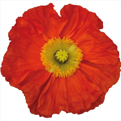 Photo de variété de fleurs à utiliser comme: Fleur coupée Papaver nudicaule Colibrì® Arancio