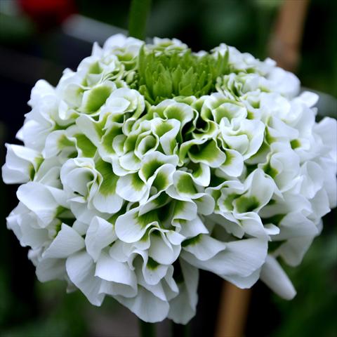 Photo de variété de fleurs à utiliser comme: Fleur coupée Ranunculus asiaticus Pon-Pon® Silente