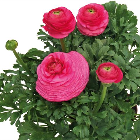 Photo de variété de fleurs à utiliser comme: Fleur coupée Ranunculus asiaticus Millepetali® Rosa scuro