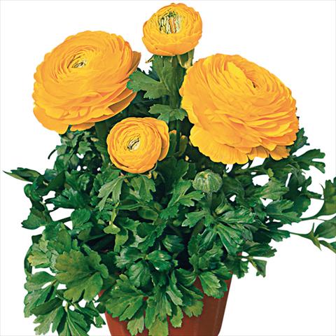 Photo de variété de fleurs à utiliser comme: Fleur coupée Ranunculus asiaticus Pratolino® Giallo