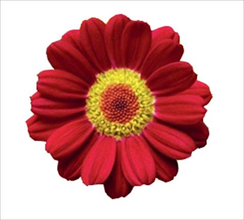 Photo de variété de fleurs à utiliser comme: Pot et Plante à massif Argyranthemum frutescens Molimba® L Red