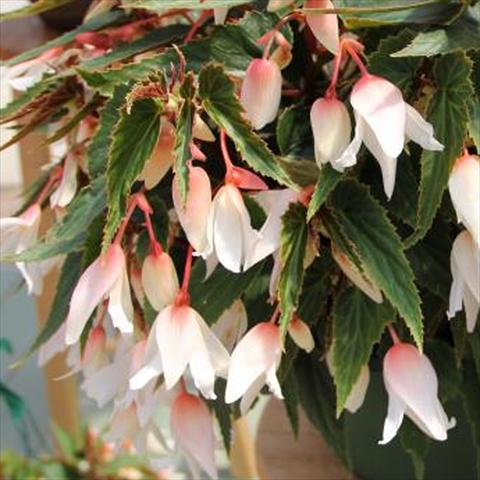 Photo de variété de fleurs à utiliser comme: Patio, pot Begonia boliviensis Bossa Nova Pure White
