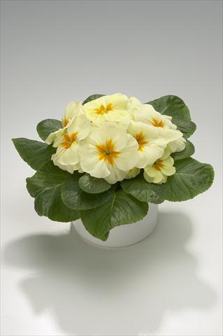 Photo de variété de fleurs à utiliser comme: Suspension / pot Primula acaulis, veris, vulgaris Mega Cream
