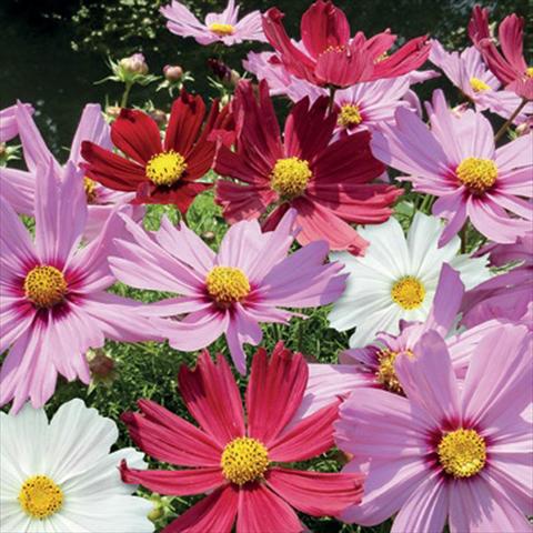 Photo de variété de fleurs à utiliser comme: Pot, Plante à massif, patio Cosmos bipinnatus Casanova Mix

