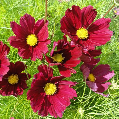 Photo de variété de fleurs à utiliser comme: Pot, Plante à massif, patio Cosmos bipinnatus Casanova Red