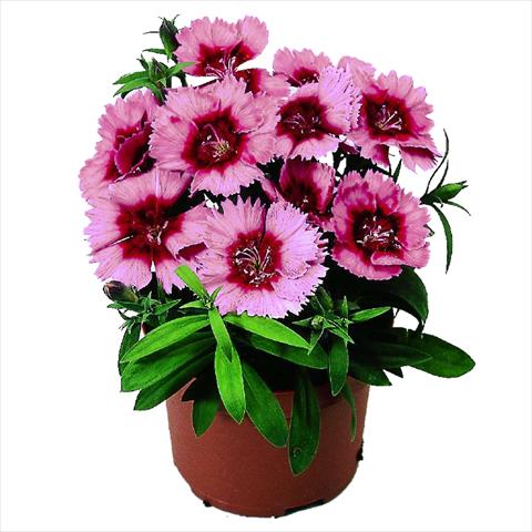 Photo de variété de fleurs à utiliser comme: Pot et Plante à massif Dianthus chinensis F1 Diana Crimson Picotee