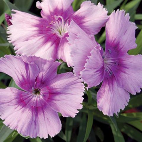 Photo de variété de fleurs à utiliser comme: Pot et Plante à massif Dianthus chinensis F1 Diana Lavender Picotee