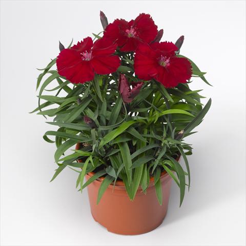 Photo de variété de fleurs à utiliser comme: Pot et Plante à massif Dianthus chinensis F1 Venti Parfait Crimson