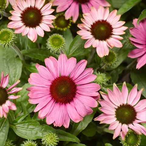 Photo de variété de fleurs à utiliser comme: Pot, Plante à massif, patio Echinacea purpurea Prairie Splendor™ Rose Compact