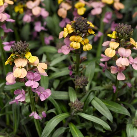 Photo de variété de fleurs à utiliser comme: Pot, Plante à massif, patio Erysimum linifolium Super Bowl Sunset
