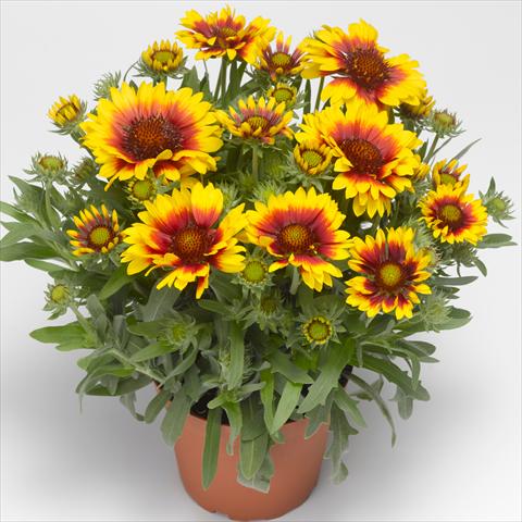 Photo de variété de fleurs à utiliser comme: Pot, Plante à massif, patio Gaillardia aristata Sunrita™