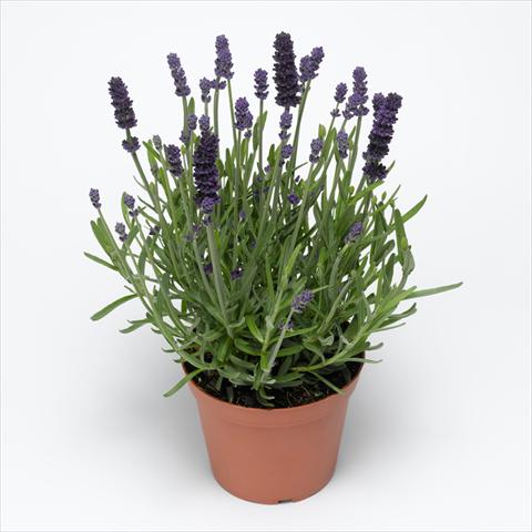 Photo de variété de fleurs à utiliser comme: Pot, Plante à massif, patio Lavandula angustifolia Aromatico™ Blue Improved