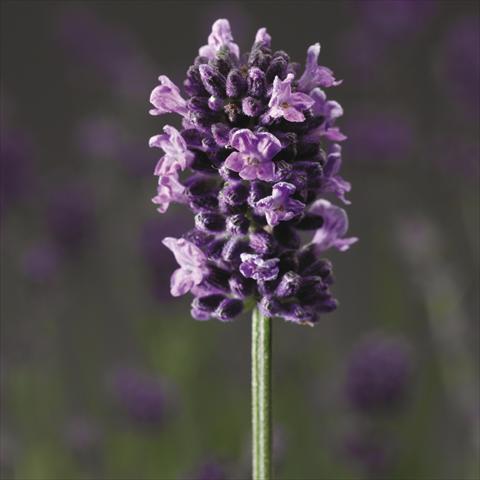 Photo de variété de fleurs à utiliser comme: Pot, Plante à massif, patio Lavandula angustifolia Blue Scent®