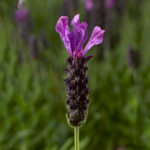 Photo de variété de fleurs à utiliser comme: Pot, Plante à massif, patio Lavandula stoechas Javelin™ Forte Deep Purple