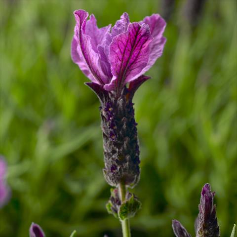 Photo de variété de fleurs à utiliser comme: Pot, Plante à massif, patio Lavandula stoechas Javelin™ Forte Forte Purple