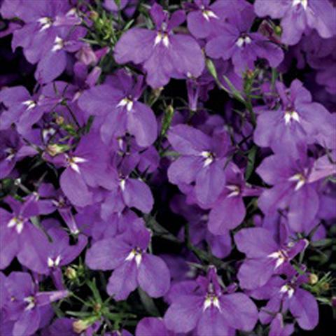Photo de variété de fleurs à utiliser comme: Pot, Plante à massif, patio Lobelia erinus Laguna® Trailing Violet Imp