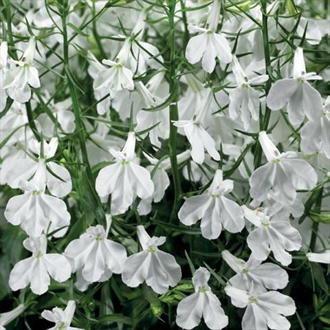 Photo de variété de fleurs à utiliser comme: Pot, Plante à massif, patio Lobelia erinus Techno Up White