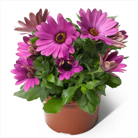 Photo de variété de fleurs à utiliser comme: Pot, Plante à massif, patio Osteospermum ecklonis Scirocco Lavender