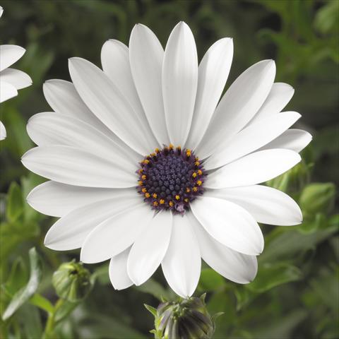 Photo de variété de fleurs à utiliser comme: Pot, Plante à massif, patio Osteospermum ecklonis Tradewinds® White Improved