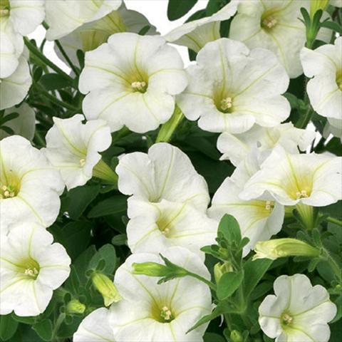 Photo de variété de fleurs à utiliser comme: Pot, Plante à massif, patio Petunia hybrida Sanguna® Mini White