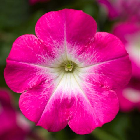 Photo de variété de fleurs à utiliser comme: Pot, Plante à massif, patio Petunia hybrida Sanguna® Patio Pink Morn