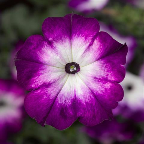 Photo de variété de fleurs à utiliser comme: Pot, Plante à massif, patio Petunia hybrida Sanguna® Patio Twirl Purple