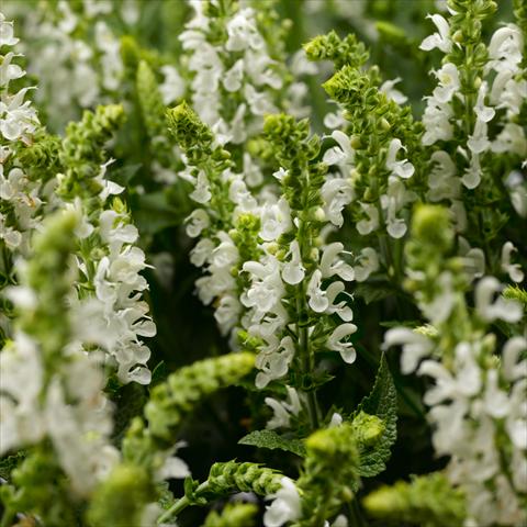 Photo de variété de fleurs à utiliser comme: Pot, Plante à massif, patio Salvia x superba Bordeau™ White