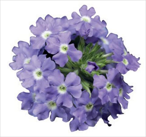 Photo de variété de fleurs à utiliser comme: Pot, Plante à massif, patio Verbena hybrida Lanai® Blue Eyes