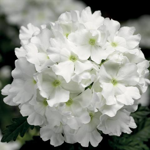 Photo de variété de fleurs à utiliser comme: Pot, Plante à massif, patio Verbena hybrida Lanai® White Improved