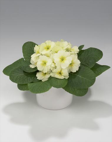 Photo de variété de fleurs à utiliser comme: Suspension / pot Primula acaulis, veris, vulgaris Mega Lime