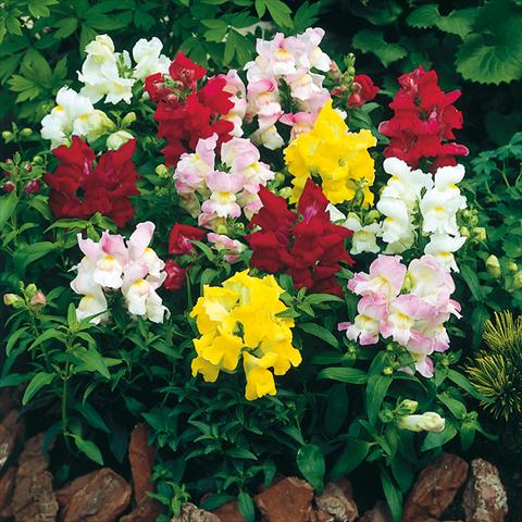 Photo de variété de fleurs à utiliser comme: Pot, Plante à massif, patio Antirrhinum majus F1 Montego Formula Mix