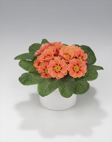 Photo de variété de fleurs à utiliser comme: Suspension / pot Primula acaulis, veris, vulgaris Mega Orange Picotée