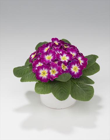 Photo de variété de fleurs à utiliser comme: Suspension / pot Primula acaulis, veris, vulgaris Mega Purple Picotée