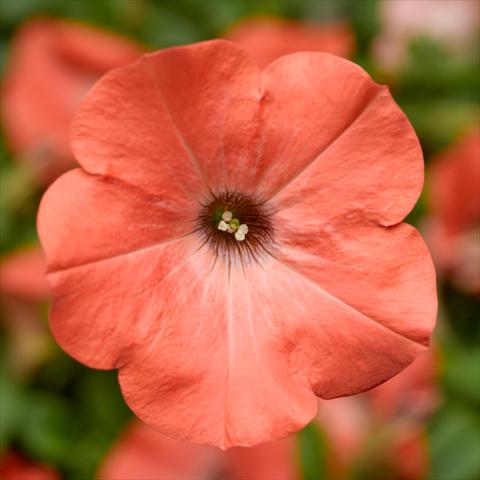 Photo de variété de fleurs à utiliser comme: Pot, Plante à massif, patio Petunia hybrida Sanguna® Salmon