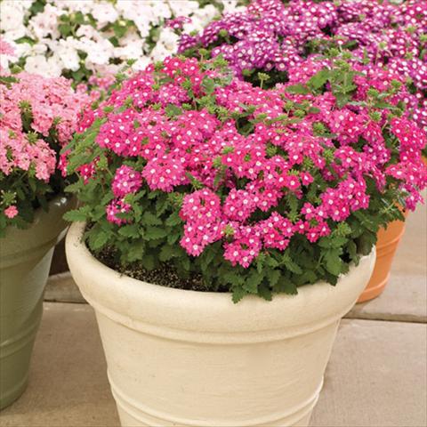 Photo de variété de fleurs à utiliser comme: Pot, Plante à massif, patio Verbena hybrida Lanai® Up