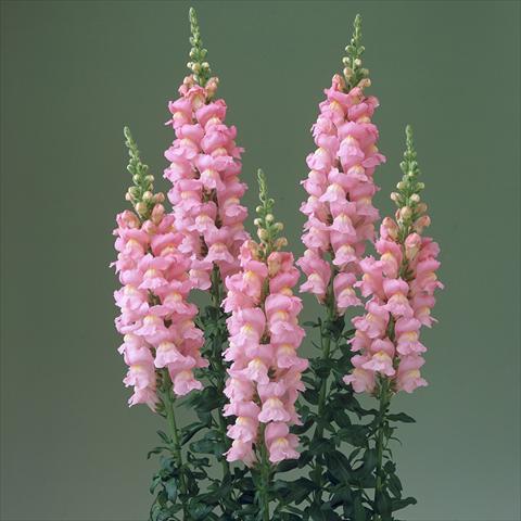 Photo de variété de fleurs à utiliser comme: Pot et Plante à massif Antirrhinum majus F1 Legend Pink