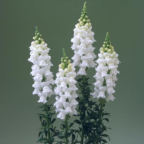 Photo de variété de fleurs à utiliser comme: Pot et Plante à massif Antirrhinum majus F1 Legend White