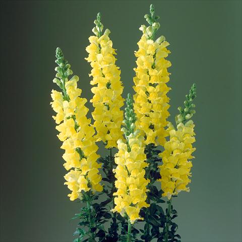 Photo de variété de fleurs à utiliser comme: Pot et Plante à massif Antirrhinum majus F1 Legend Yellow
