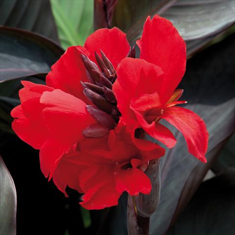 Photo de variété de fleurs à utiliser comme: Patio, pot Canna hybrida Cannova® Scarlet Bronze