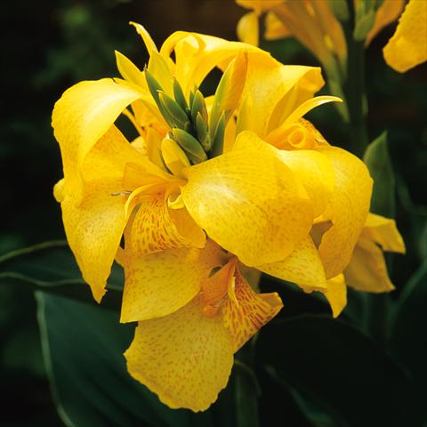 Photo de variété de fleurs à utiliser comme: Patio, pot Canna hybrida Cannova® Yellow
