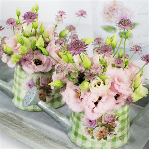 Photo de variété de fleurs à utiliser comme: Fleur coupée Lisianthus (Eustoma grandiflorum) Corelli Light Pink