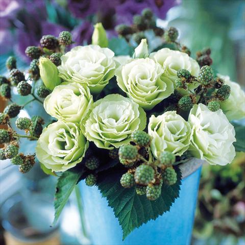 Photo de variété de fleurs à utiliser comme: Pot Lisianthus (Eustoma grandiflorum) Croma Green