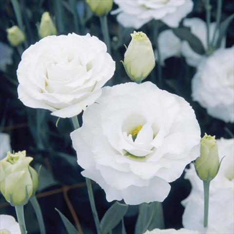 Photo de variété de fleurs à utiliser comme: Fleur coupée Lisianthus (Eustoma grandiflorum) Croma Silky White