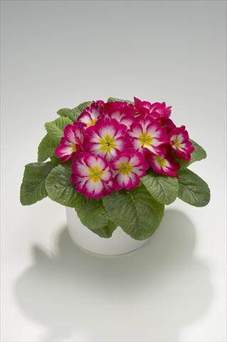 Photo de variété de fleurs à utiliser comme: Suspension / pot Primula acaulis, veris, vulgaris Mega Rose Picotée