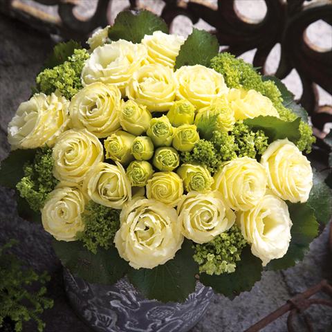 Photo de variété de fleurs à utiliser comme: Fleur coupée Lisianthus (Eustoma grandiflorum) Croma Yellow