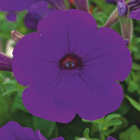 Photo de variété de fleurs à utiliser comme: Pot, Plante à massif, patio Petunia hybrida F1 Trilogy Blue
