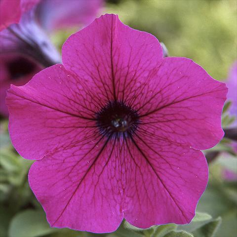 Photo de variété de fleurs à utiliser comme: Pot, Plante à massif, patio Petunia hybrida F1 Trilogy Purple